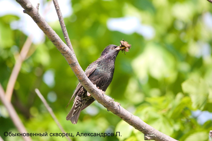 Обыкновенный скворец, Александров П. (2)