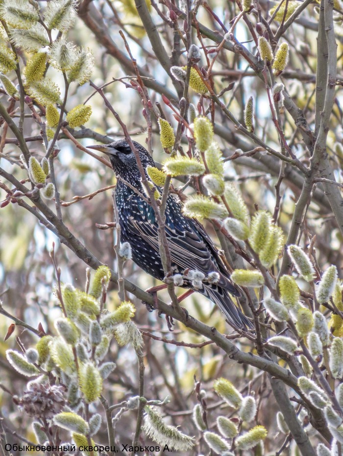 Обыкновенный скворец, Харьков А.