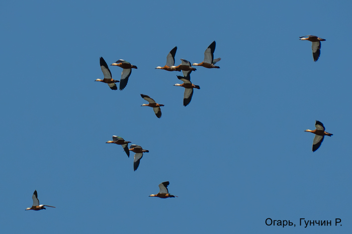 Огарь, Гунчин Р.