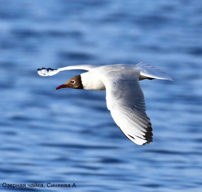 Озерная чайка, Синяева А (1)