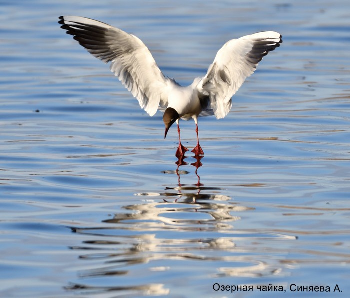 Озерная чайка, Синяева А (2)