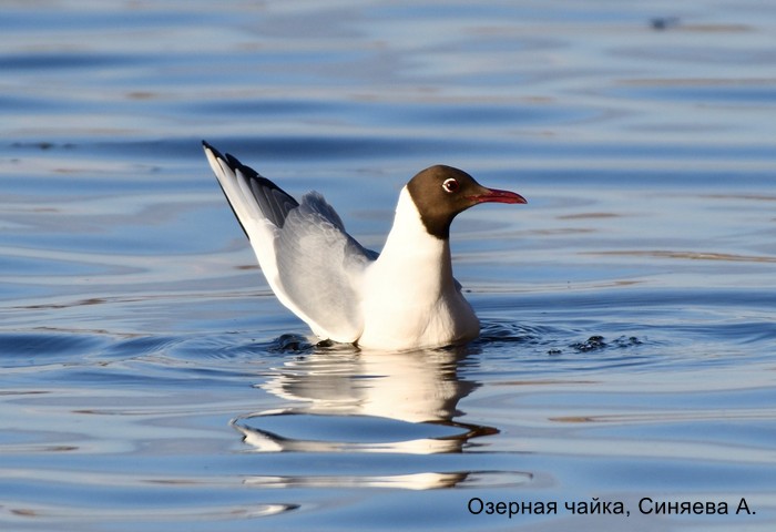 Озерная чайка, Синяева А (3)