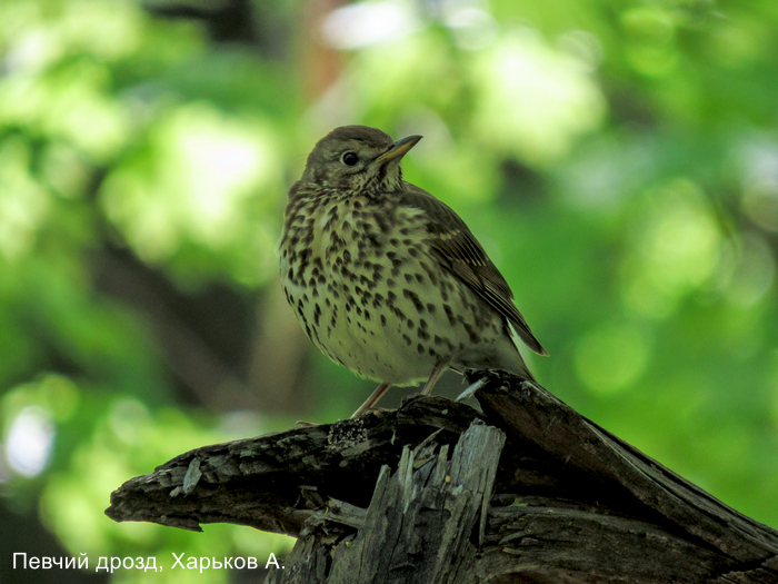 Певчий дрозд, Харьков А.