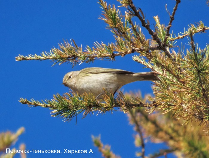 Пеночка-теньковка, Харьков А.