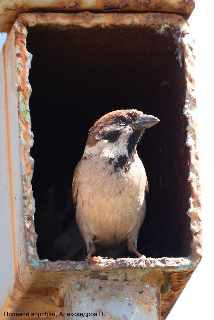 Полевой воробей, Александров П.