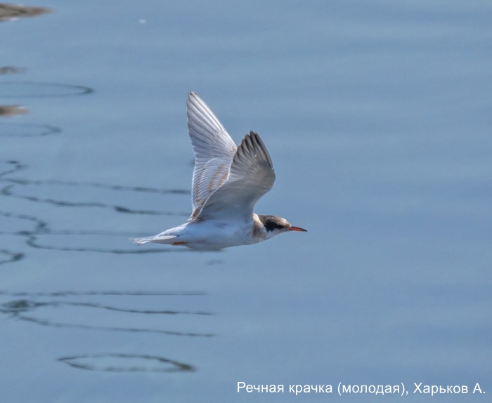 Речная крачка (молодая), Харьков А.