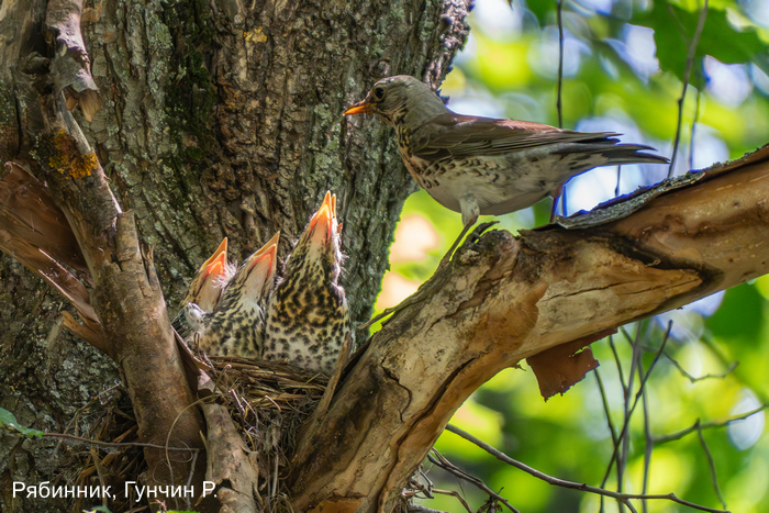 Рябинник, Гунчин Р.