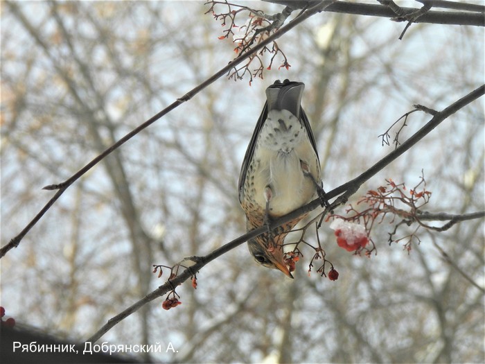 Рябинник, Добрянский А.