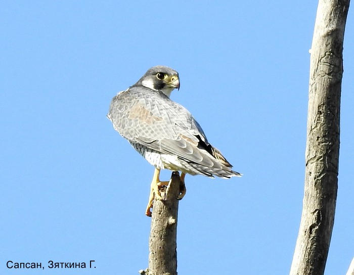 Сапсан, Зяткина Г.