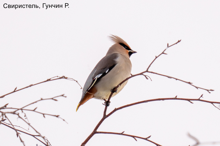 Свиристель, Гунчин Р.