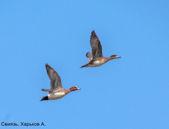 Свиязь, Харьков А.
