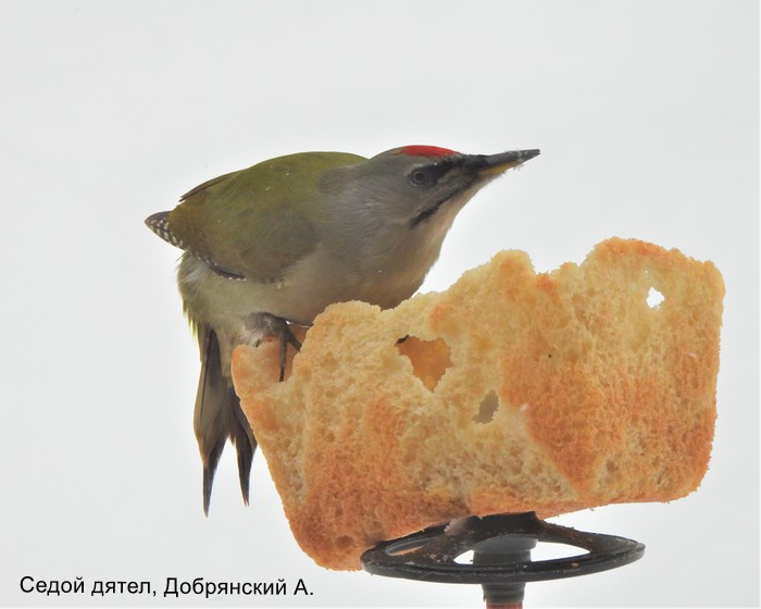 Седой дятел, Добрянский А.