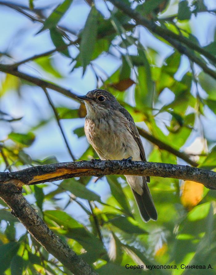 Серая мухоловка (2) правый берег Волги в районе Подгор, 03.08.2025