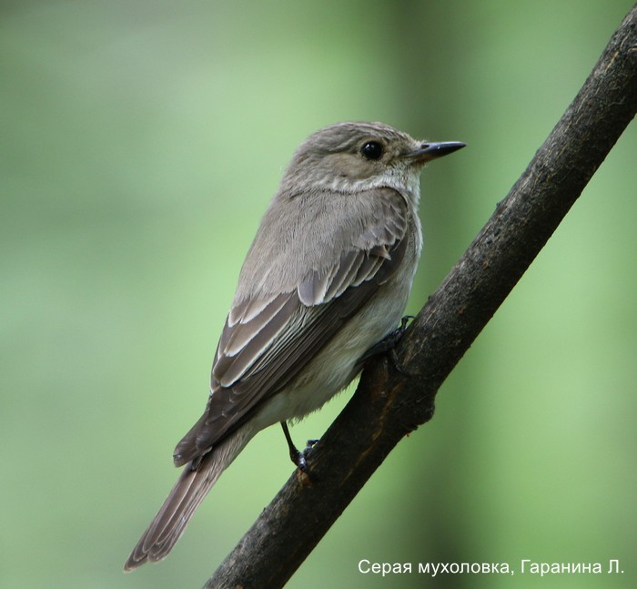 Серая мухоловка, Гаранина Л.