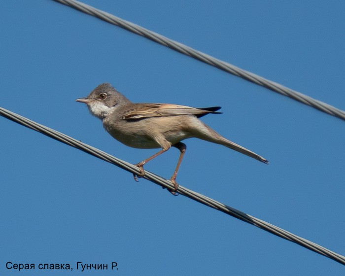 Серая славка, Гунчин Р.