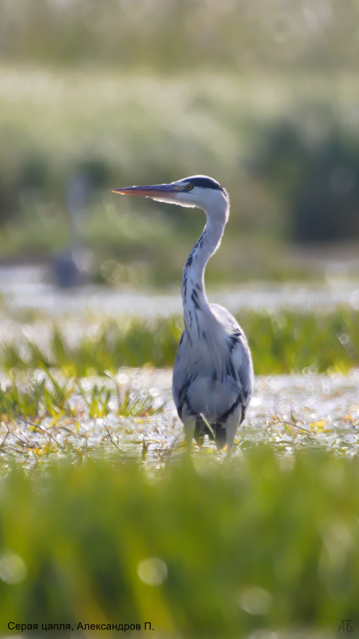 Серая цапля, Александров П.