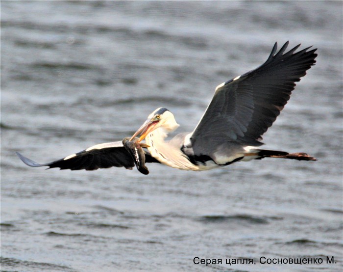 Серая цапля, Сосновщенко М.
