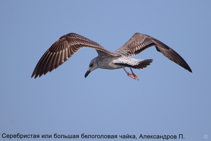 Серебристая или большая белоголовая чайка, Александров П.