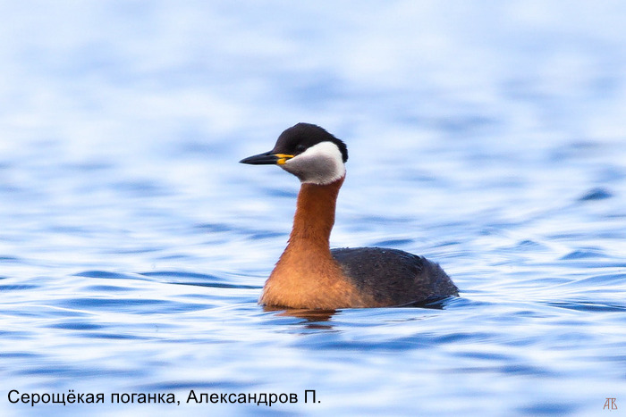 Серощёкая поганка, Александров П.