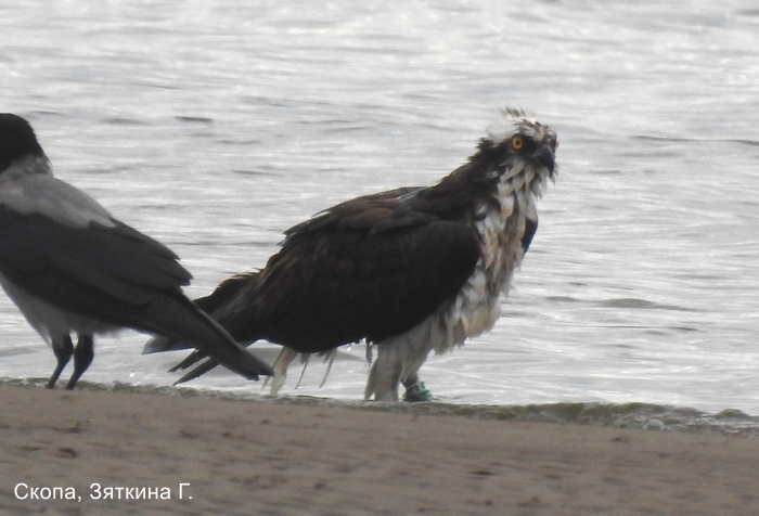 Скопа, Зяткина Г.