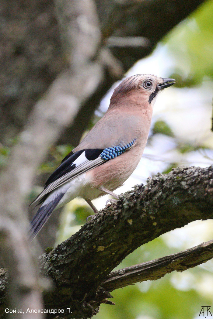 Сойка, Александров П.
