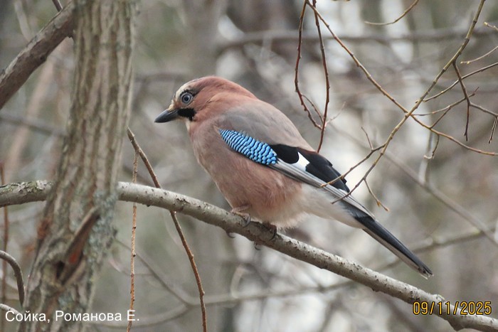 Сойка, Романова Е.