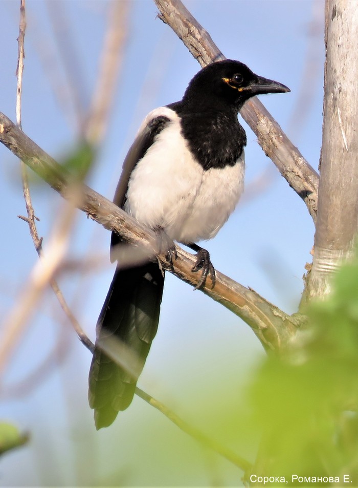 Сорока, Романова Е.