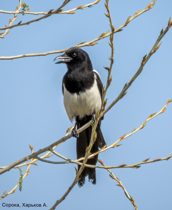 Сорока, Харьков А.