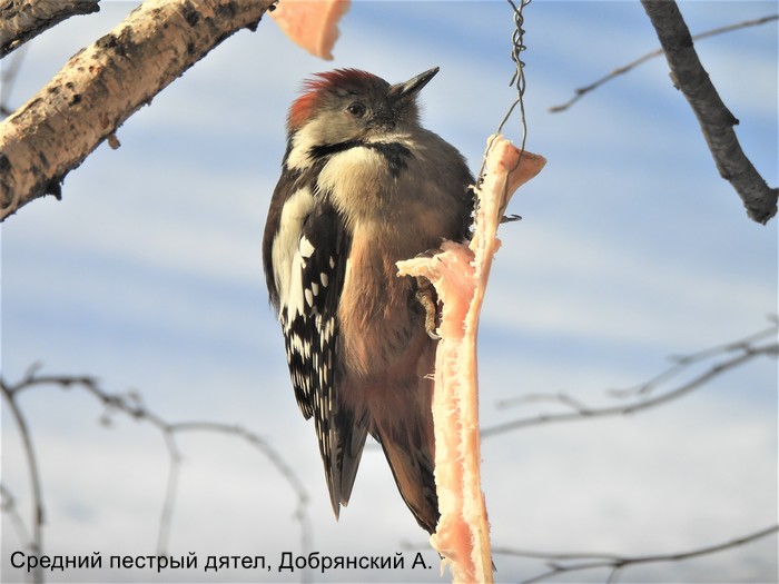 Средний пестрый дятел, Добрянский А.