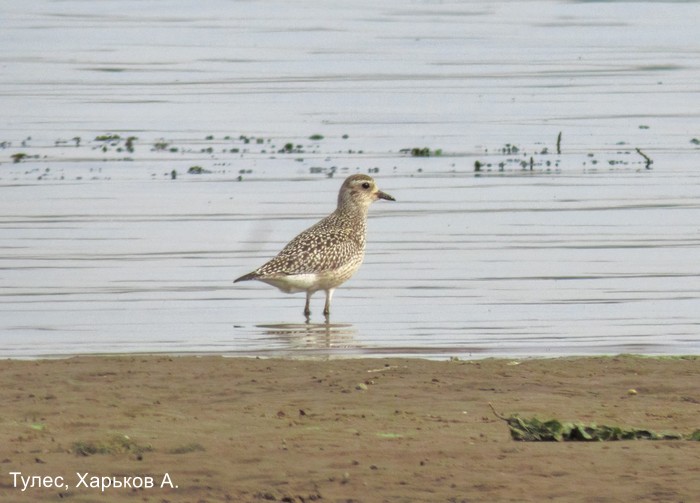 Тулес, Харьков А.