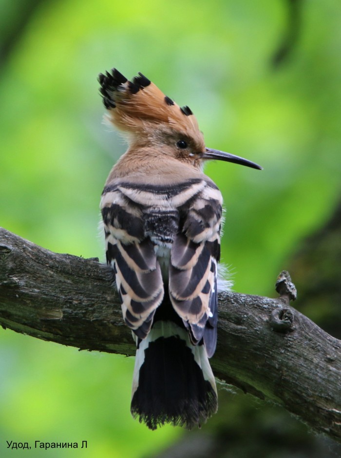 Удод, Гаранина Л (1)