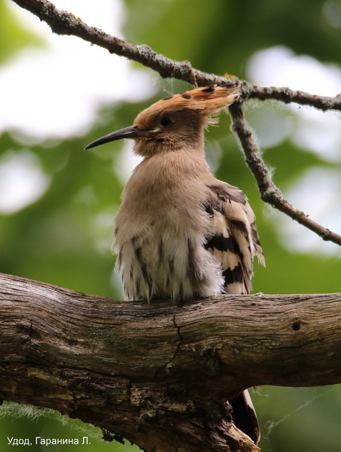 Удод, Гаранина Л (2)
