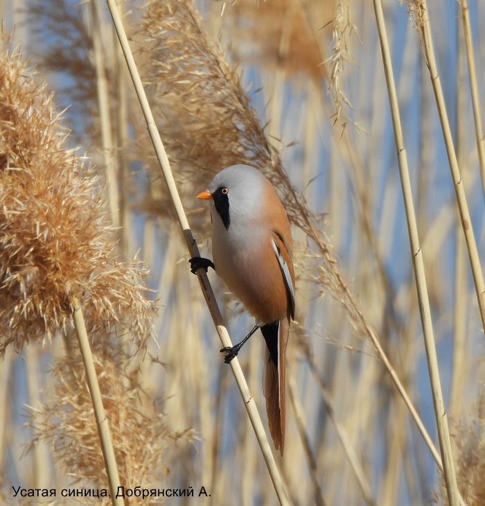 Усатая синица, Добрянский А.