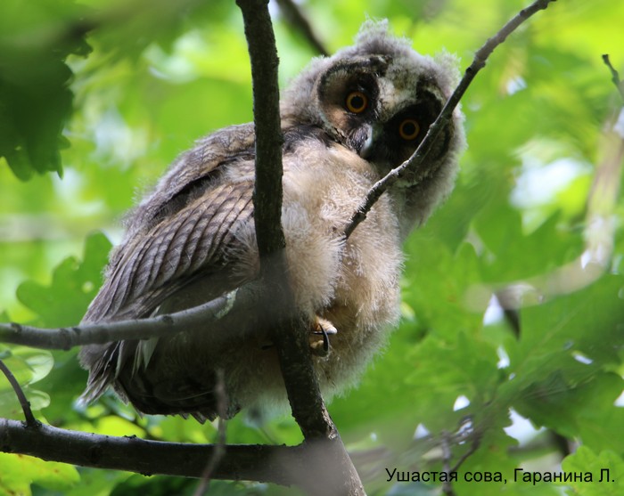 Ушастая сова, Гаранина Л. (1)