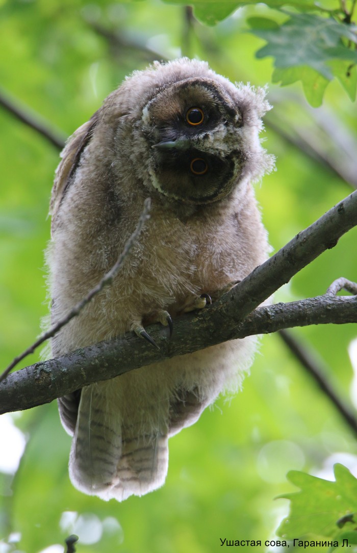 Ушастая сова, Гаранина Л. (2)