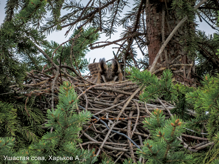 Ушастая сова, Харьков А.