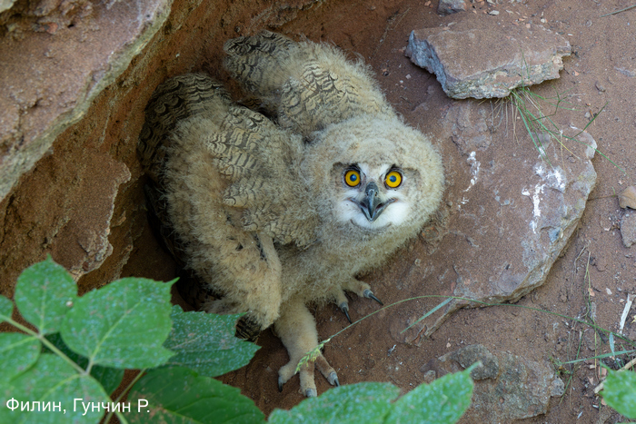 Филин, Гунчин Р.