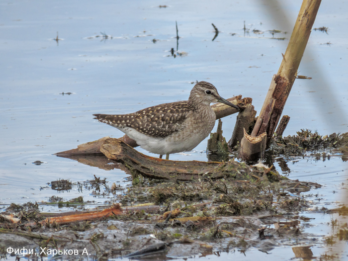 Фифи, Харьков А.