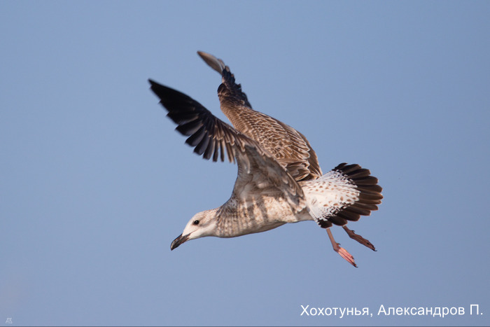 Хохотунья, Александров П.