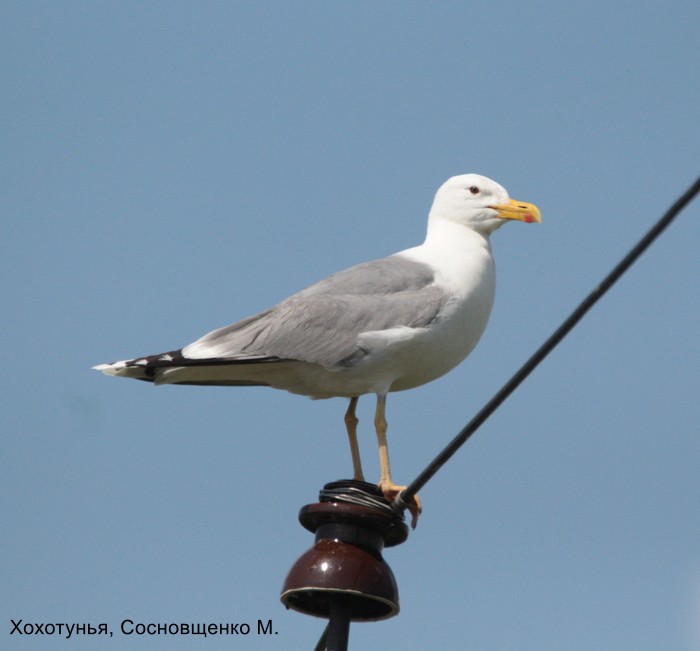 Хохотунья, Сосновщенко М (1)