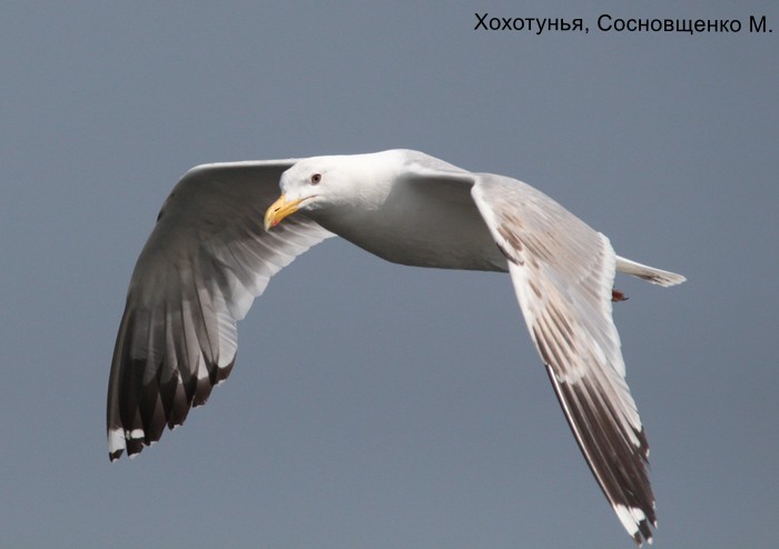 Хохотунья, Сосновщенко М (2)