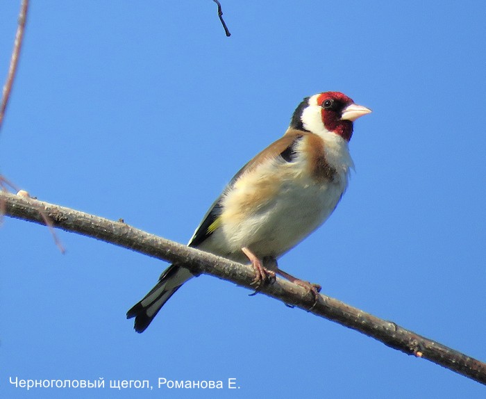 Черноголовый щегол, Романова Е.