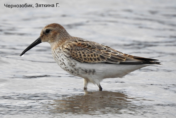 Чернозобик, Зяткина Г.