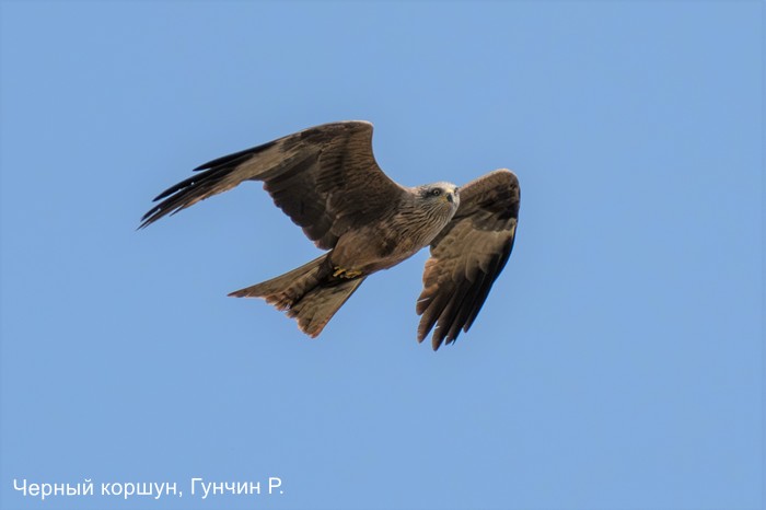 Черный коршун, Гунчин Р.