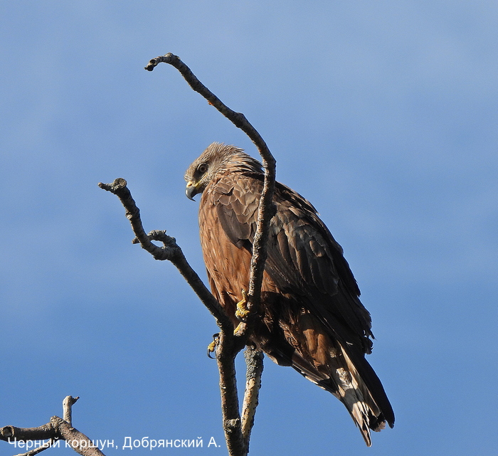 Черный коршун, Добрянский А.