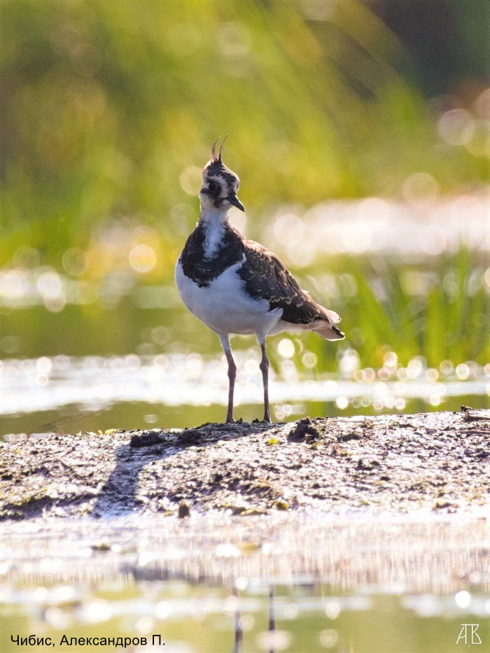 Чибис, Александров П.
