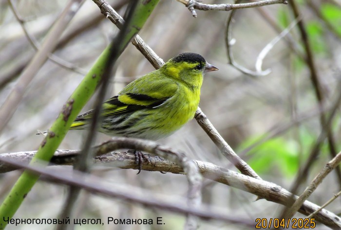 Чиж, Романова