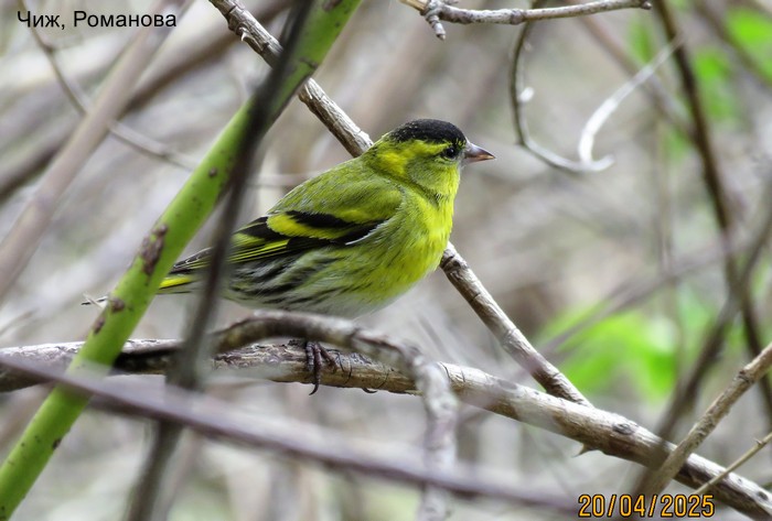 Чиж, Романова