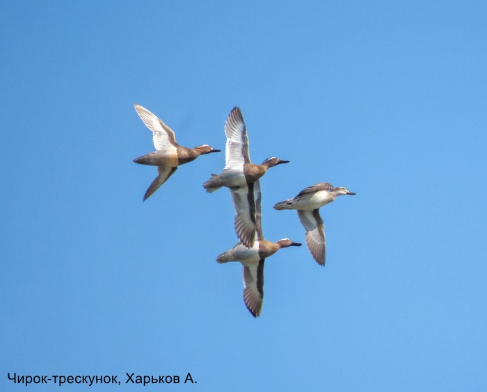 Чирок-трескунок, Харьков А.