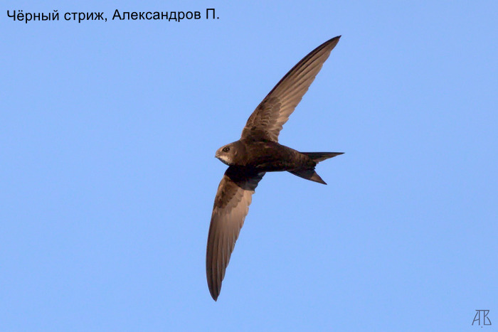 Чёрный стриж, Александров П.